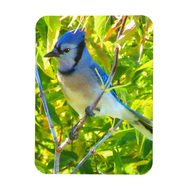 North Blue Jay Tidigt Autumn Quebec Kanada Magnet (Vertikal)