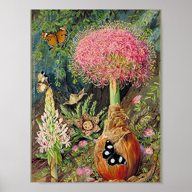 North - Buphane Toricara och andra blommor Poster (Framsidan)