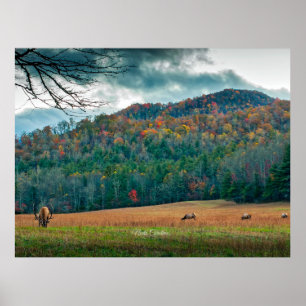 North Carolina-ängsskugga (märkt) Poster