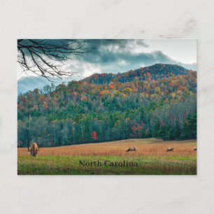 North Carolina-ängsskugga med älk Vykort