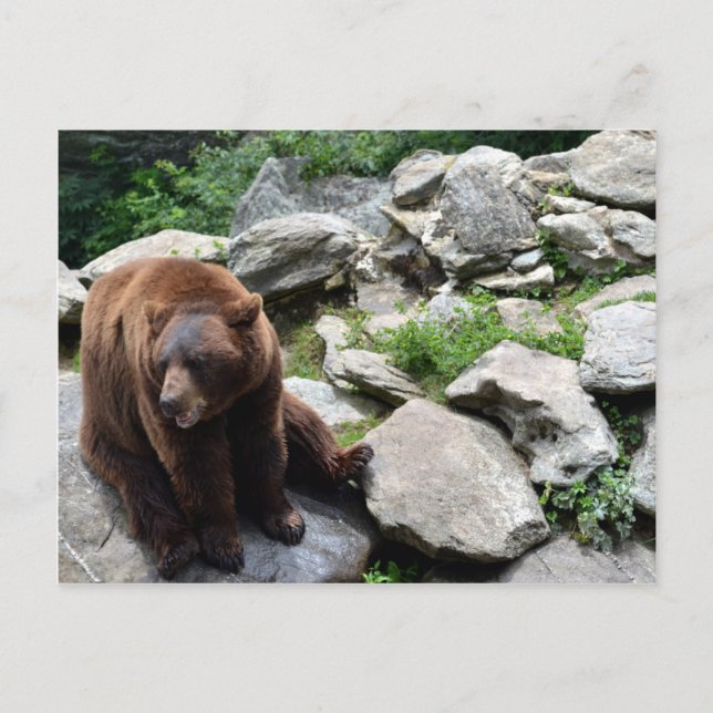 North Carolina Bears Vykort (Framsida)