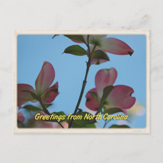 North Carolina Rosa Dogwood Postcard Vykort