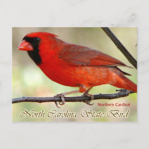 North Carolina State Bird - Northern Kardinal Vykort