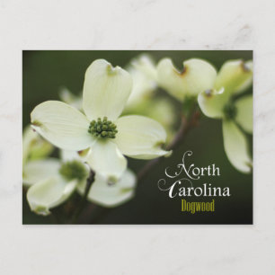 North Carolina State Flower: Blommar Dogwood Vykort