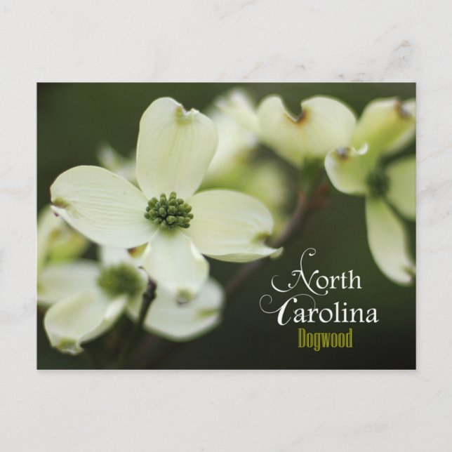 North Carolina State Flower: Blommar Dogwood Vykort (Framsida)