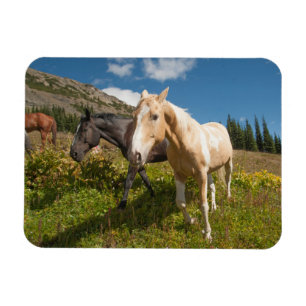 North Cascades nationalpark Magnet