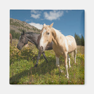 North Cascades nationalpark Magnet