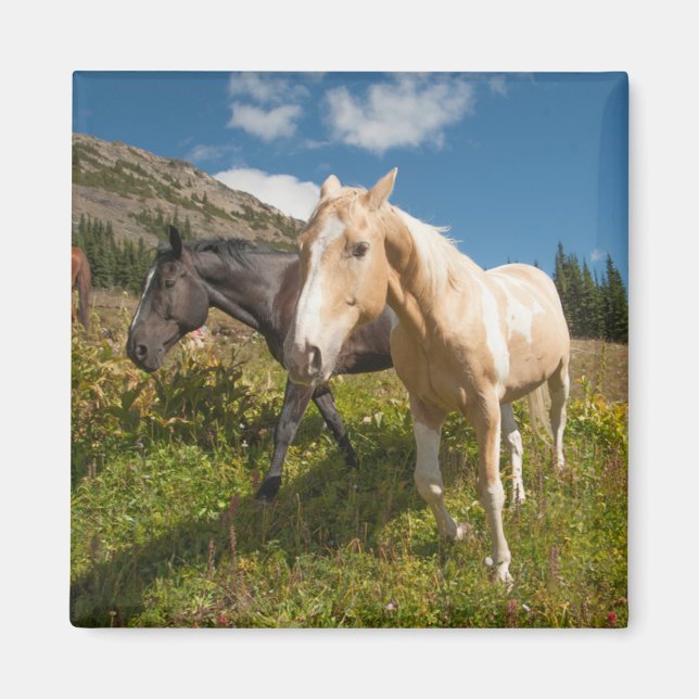 North Cascades nationalpark Magnet (Framsidan)