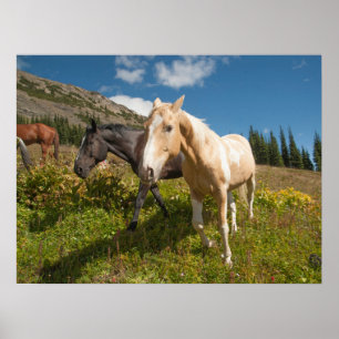 North Cascades nationalpark Poster