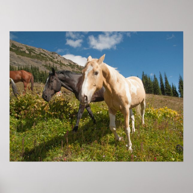 North Cascades nationalpark Poster (Framsidan)