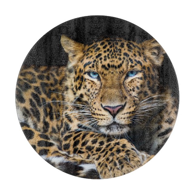 North China Leopard Zoo Illustration (Framsidan)