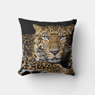 North China Leopard Zoo Illustration Kudde