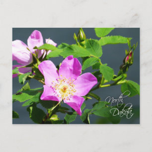 North Dakota State Flower: Vild Prairie Ro Vykort