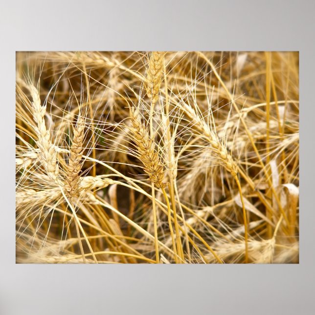 North Dakota Wheat Poster (Framsidan)