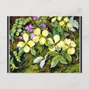 North - Flowers of a Dogwood and an Indigo Vykort