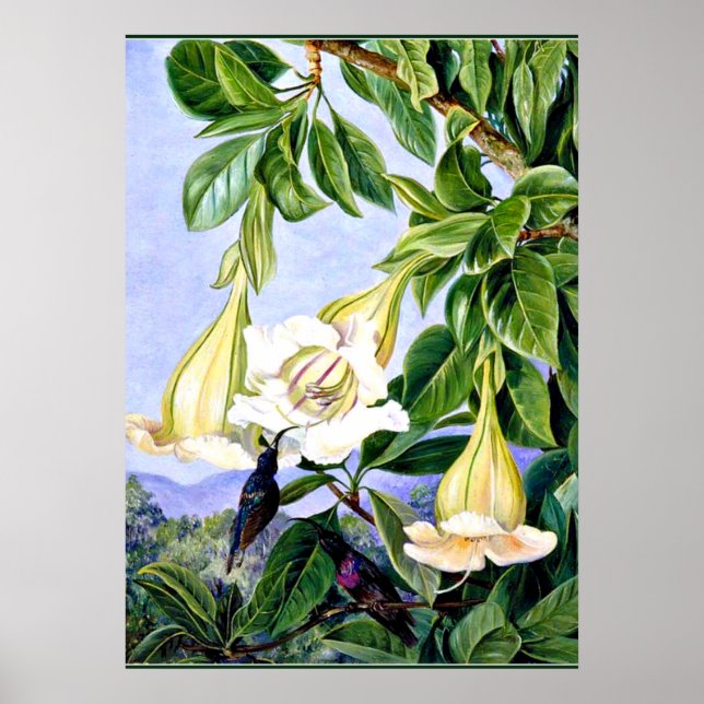 North - Foliage and Flowers of a tropical American Poster (Framsidan)