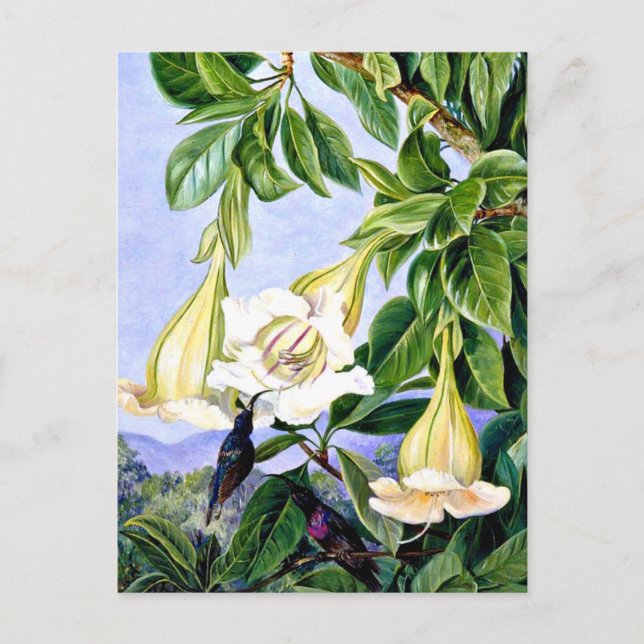 North - Foliage and Flowers of a tropical American Vykort (Framsida)