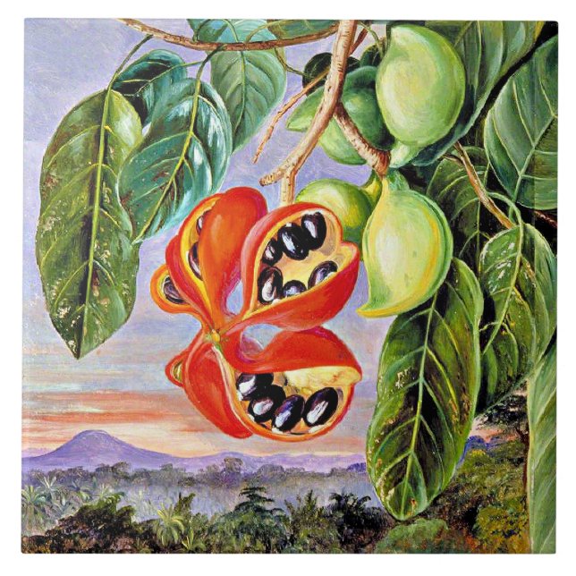 North - Foliage and Fruit Sterculia Parviflora Kakelplatta (Framsidan)