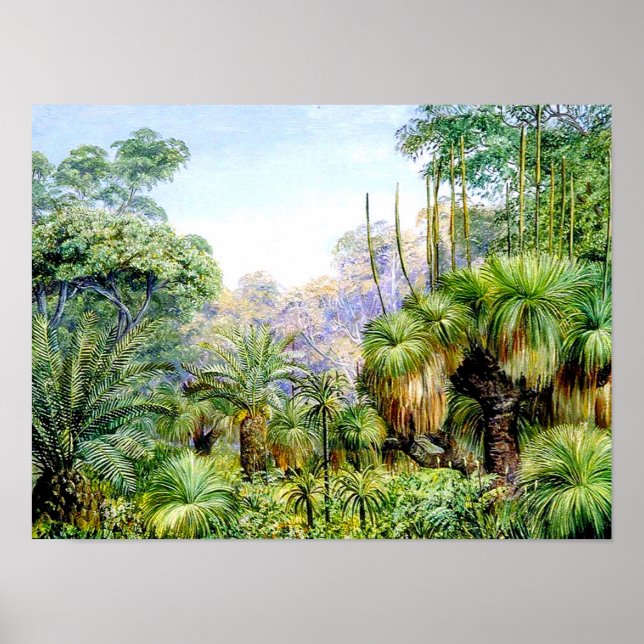 North - Forest Scene i Väster Australia Poster (Framsidan)