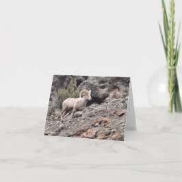 North Fork Ram - 4" x 5.6" Notecard Helgkort