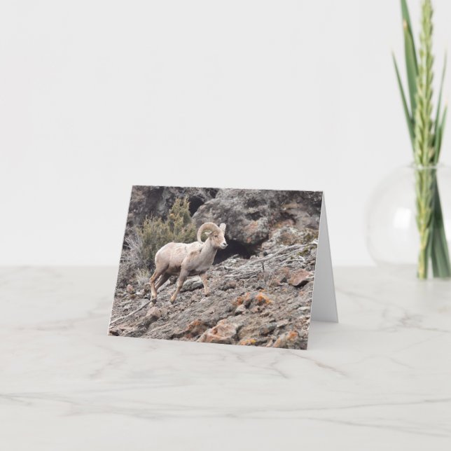 North Fork Ram - 4" x 5.6" Notecard Helgkort (Framsida)