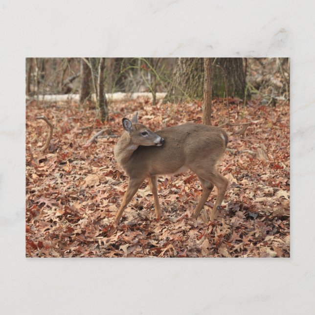 North Georgia Mountain Whitetail Hjort Vykort (Framsida)