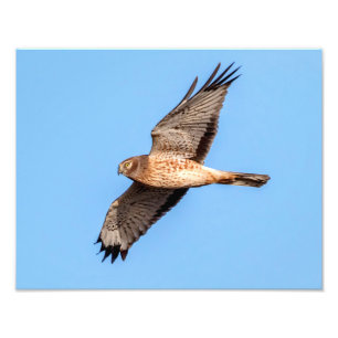 North Harrier på flygplanet Fototryck