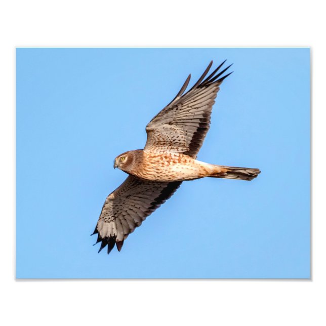 North Harrier på flygplanet Fototryck (Framsidan)