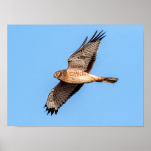North Harrier på flygplanet Poster