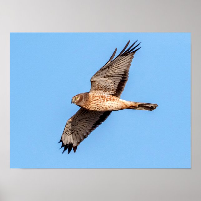 North Harrier på flygplanet Poster (Framsidan)
