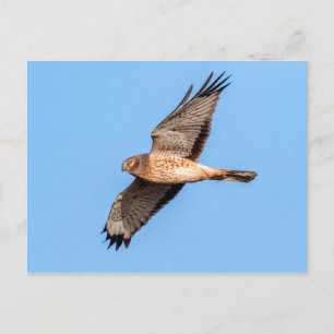North Harrier på flygplanet Vykort