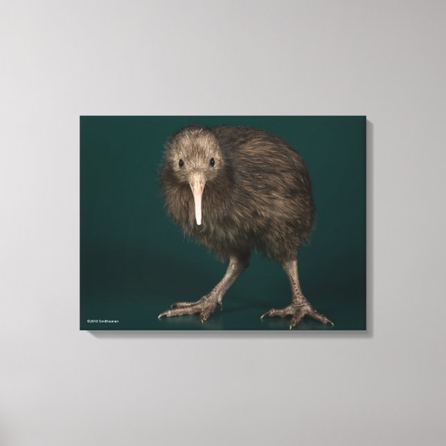 North Island Brown Kiwi Canvastryck (Framsida)