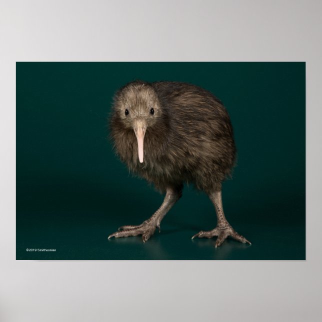 North Island Brown Kiwi Poster (Framsidan)