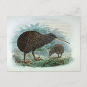 North Island Brown Kiwi Vintage Bird Illustration Vykort