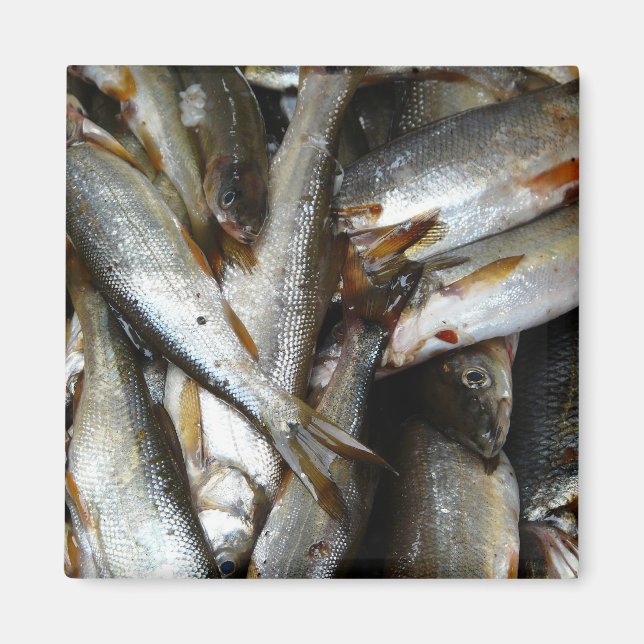 North Pike Minnow Fish Magnet (Framsidan)