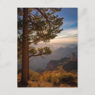North Rim Sunrise Vykort