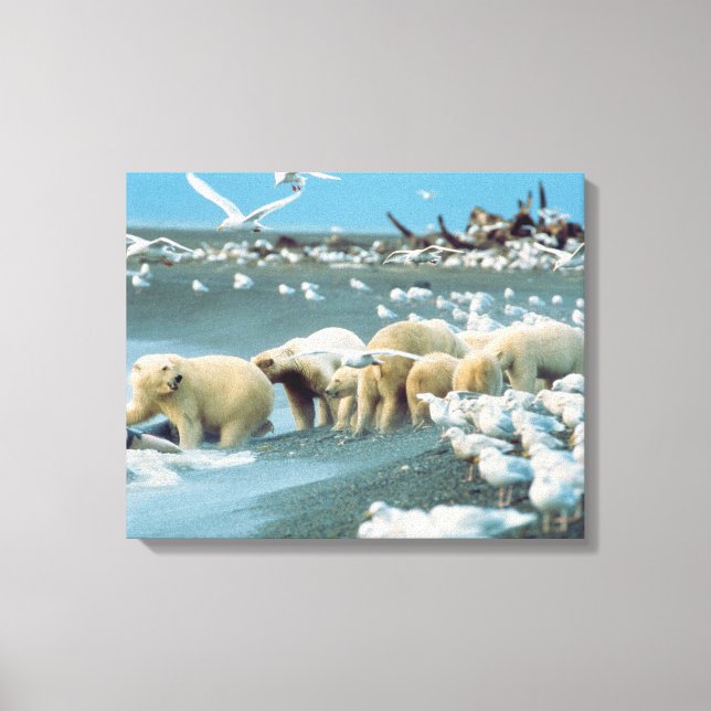 North Slope, Alaska. Isbjörnar Ursus Canvastryck (Framsida)