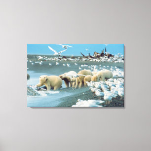 North Slope, Alaska. Isbjörnar Ursus Canvastryck