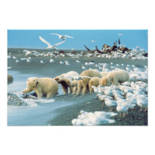 North Slope, Alaska. Isbjörnar Ursus Fototryck
