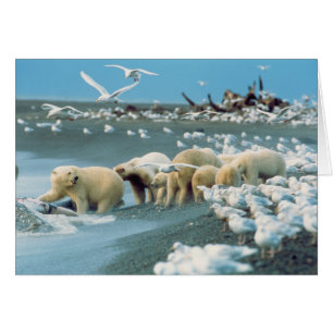 North Slope, Alaska. Isbjörnar Ursus Hälsningskort