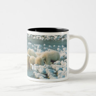 North Slope, Alaska. Isbjörnar Ursus Två-Tonad Mugg