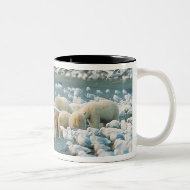 North Slope, Alaska. Isbjörnar Ursus Två-Tonad Mugg (Höger)