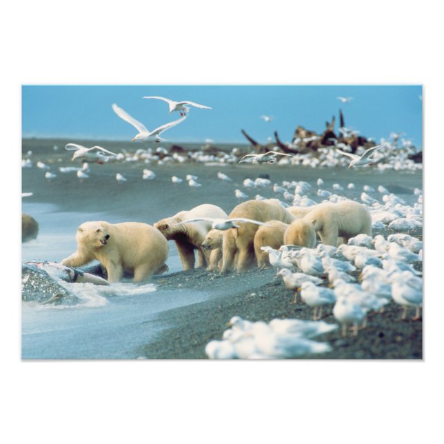 North Slope, Alaska. Polar Bears Ursus Fototryck (Framsidan)