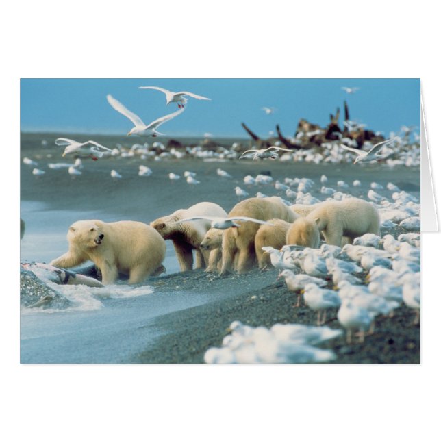 North Slope, Alaska. Polar Bears Ursus Hälsningskort (Framsidan Horizontal)