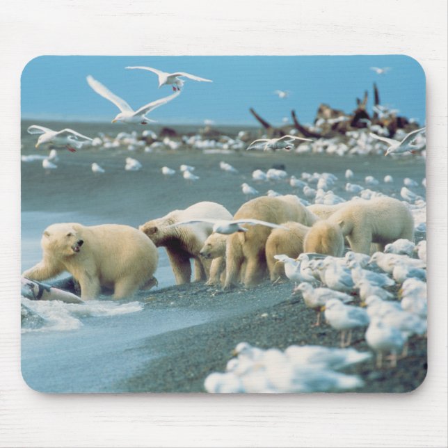 North Slope, Alaska. Polar Bears Ursus Musmatta (Framsidan)