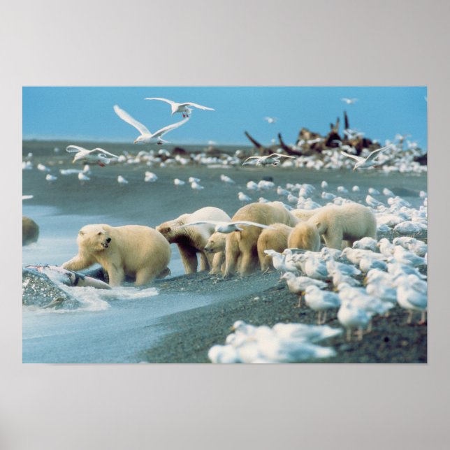 North Slope, Alaska. Polar Bears Ursus Poster (Framsidan)