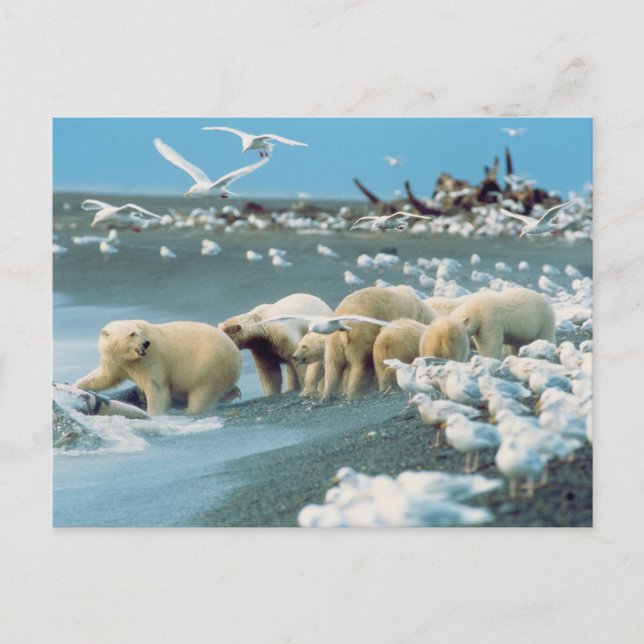 North Slope, Alaska. Polar Bears Ursus Vykort (Framsida)