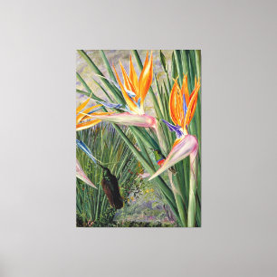 North - Strelitzia och Sugar Birds, South Afrika Canvastryck