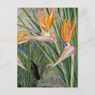 North - Strelitzia och Sugar Birds, South Afrika Vykort