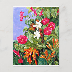 North - Wildblommor vid Morro Velho, Brasilien Vykort